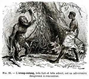 The Orangutan, Very Strong and Very Adroit, is a Dangerous Opponent to Meet by . .