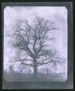 Tree in Winter, Mid 19th Century by Frederick (attr. to) Barnard