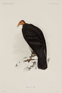 Turkey Vulture, Chile by John Pardon