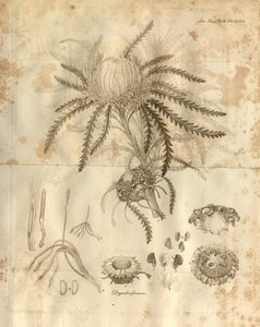 Plate 3 from Volume 10 of Transactions of the Linnean Society of London. The plant depicted is Dryandra formosa (now Banksia formosa) by Various