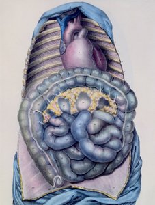 Anatomy of the large intestine, from Manuel d