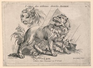 Studies of Lions, Plate 4 from 