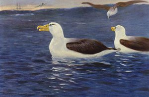 Albatross