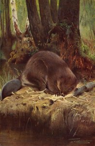 Beaver by after Wilhelm Kuhnert