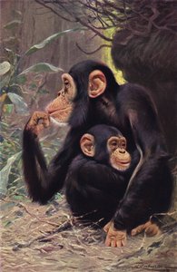 Chimpanzee