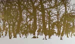 Trees of Life by angus hampel