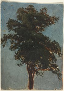 Tree Study by attributed to Alexandre Calame