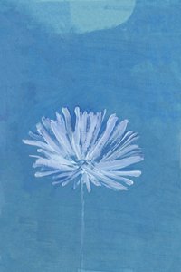 Blue Moon Flower