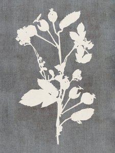 Botanical Rose Silhouette by cartissi