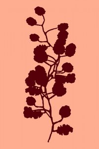 Peach Botanical Silhouette by cartissi