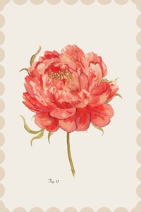 Vibrant Coral Peony by cartissi