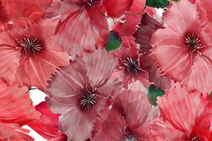 Vibrant Red Poppies