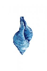 Watercolor Blue Seashell by cartissi