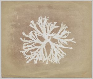 Algae by circle of William Henry Fox Talbot