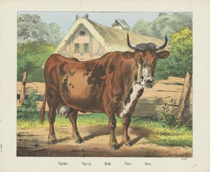 Cow (title on object)