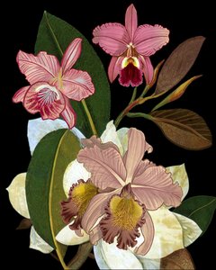 Elegant Pink Orchids by giovanna nicolo