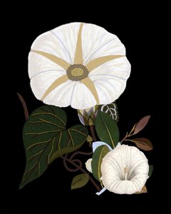 Elegant White Morning Glories by giovanna nicolo
