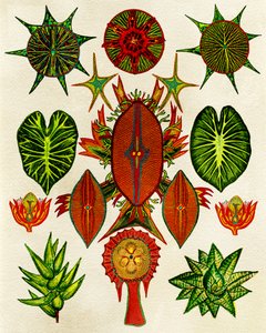Intricate Nature Illustration by giovanna nicolo