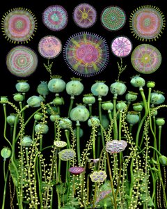 Poppy Pods and Abstract Circles by giovanna nicolo
