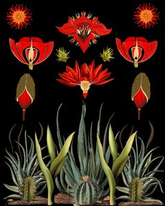 Red Desert Blooms by giovanna nicolo