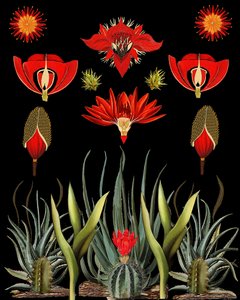 Red Desert Botanicals by giovanna nicolo