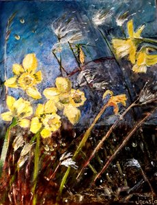Wild daffodils