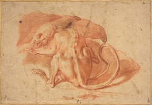 A Partially Skinned Rat