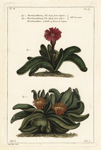 Elkhorn plant