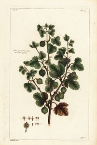Gooseberry