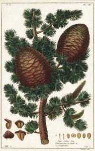 Lebanon cedar, Cedrus libani by the Younger Dupin