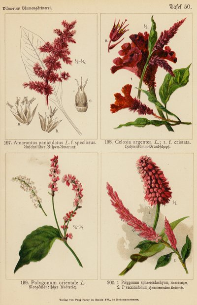 Amarantus Paniculatus, Celosia Argentea, Polygonum Orientale, Polygonum Sphaerostachyum, Polygonum Vacciniifolium by (after) German School