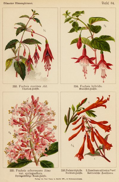 Fuchsia Coccinea, Fuchsia Hybrida, Fuchsia Arborescens, Fuchsia Triphylla, Zauschnera Californica by (after) German School