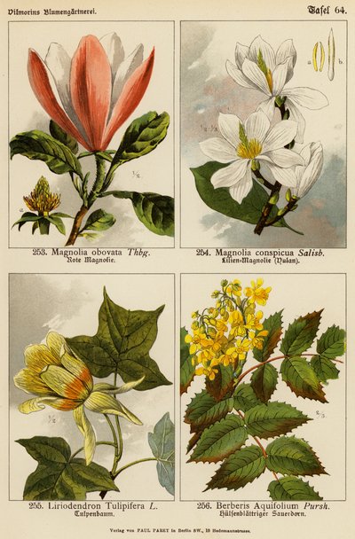 Magnolia Obovata, Magnolia Conspicua, Liriodendron Tulipifera, Berberis Aquifolium by (after) German School
