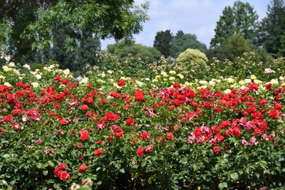 Floral Fine Art by Albert Mansour