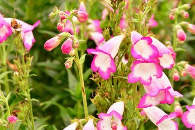 Floral Fine Art by Albert Mansour