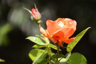 Floral Fine Art by Albert Mansour