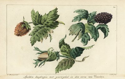 Embroidery patterns for fruits, berries and acorns by A. Lutz