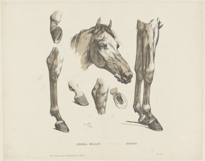 Stallion by A. van Loco