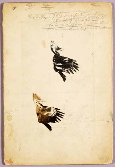 2 Rush stencils, study folder for book Concealing Coloration in the Animal Kingdom by Abbott Handerson Thayer