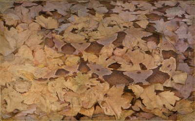 Copperhead Snake on Dead Leaves, Study for Book Concealing Coloration in the Animal Kingdom by Abbott Handerson Thayer