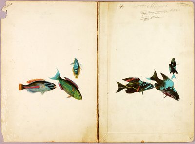 FISH, study folder for the book Concealing Coloration in the Animal Kingdom by Abbott Handerson Thayer