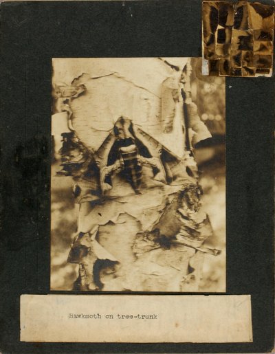 Hawkmoth on tree trunk, study folder for book Concealing Coloration in the Animal Kingdom by Abbott Handerson Thayer
