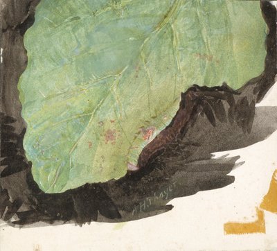 Heterocampa Biundata, Walker, Study for Book Concealing Coloration in the Animal Kingdom by Abbott Handerson Thayer