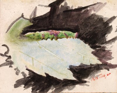 Heterocampa Biundata, Walker, Study for Book Concealing Coloration in the Animal Kingdom by Abbott Handerson Thayer