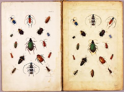 INSECTS--Colored beetles, landscape, study folder for book Concealing Coloration in the Animal Kingdom by Abbott Handerson Thayer