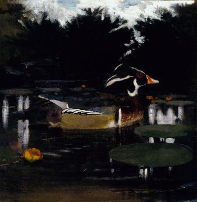 Male Wood Duck in a Forest Pool, study for book Concealing Coloration in the Animal Kingdom, c. 1905-1 by Abbott Handerson Thayer