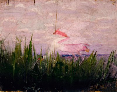 Roseate Spoonbill, Study for Book Concealing Coloration in the Animal Kingdom by Abbott Handerson Thayer