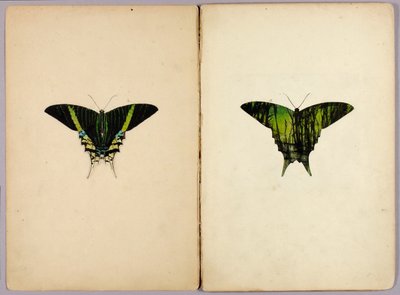 Urania Moth, study folder for the book "Concealing Coloration in the Animal Kingdom" by Abbott Handerson Thayer