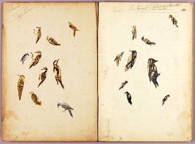 Woodpecker, study folder for the book Concealing Coloration in the Animal Kingdom by Abbott Handerson Thayer