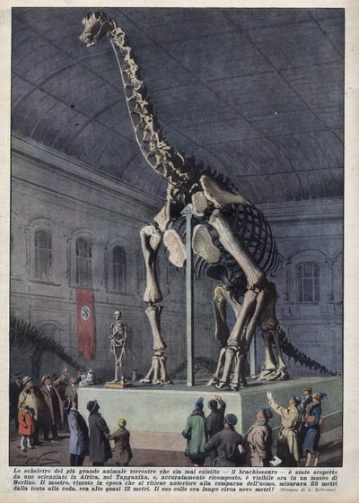 Installation in a museum in Berlin, Germany of a brachiosaur skeleton discovered by a scientist in Africa. Illustration of Achilles Beltrame in 